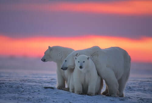 gün batımında birbirine sokulmuş üç kutup ayısı