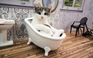 Kediler Hakkında Bir Eğlence Programı: Hayvanlar İçin Reality Tv