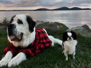 Blizzard ve Lulu: Garip Ama Sevimli Bir İkili