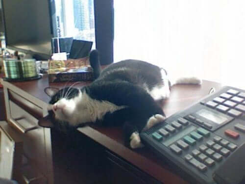 Sosyal medyanın ünlü kedilerinden profesör