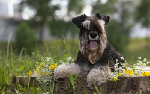 miniature schnauzer