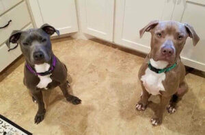 Hansel ve Gretel: Büyüleyici Bir Öykü