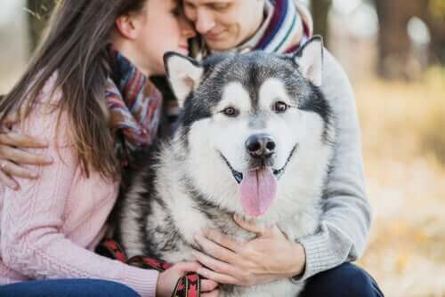 mutlu bir çiftin sarıldığı mutlu köpek