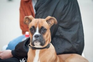 Köpekler için Nöral Terapi: Yeni Bir Bütünsel Alternatif