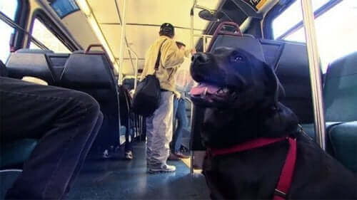 Parka Her Gün Tek Başına Gidip Gelen Köpek