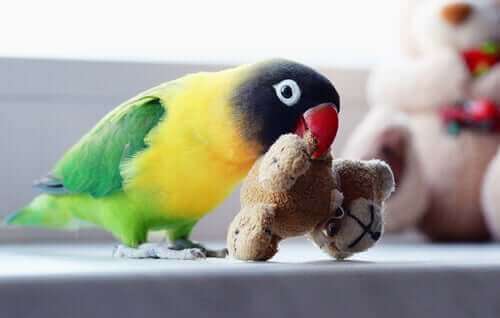 Ağzında ayıcık tutan minik papağan
