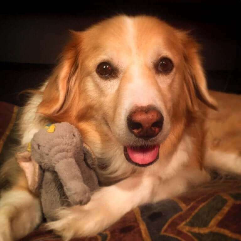 Müzisyen köpek ve fil oyuncağı