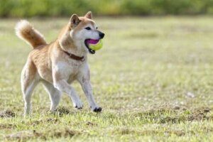 Shibalar: "Kedi ruhlu köpekler" Olarak Bilinen Cins