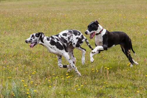 danualar, köpekler, cins köpekler