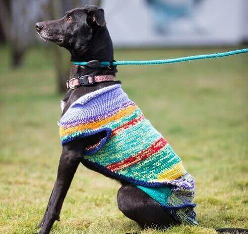 siyah köpekler, köpekler, siyah