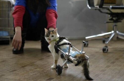 Tekerlekli protez bacaklar kullanan bir kedi.