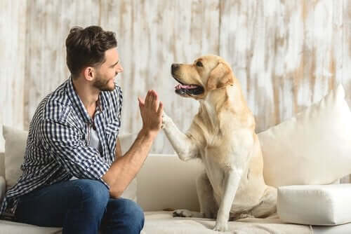 sahibiyle tokalaşan köpek