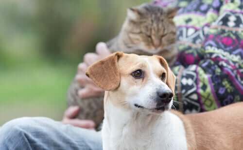 kedi ile dost olan sevimli köpek
