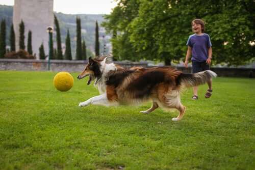 çocuklara destek, köpekler