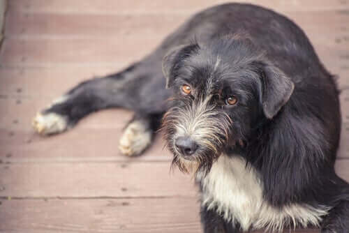 Bilişsel bozukluk sendromu olan köpek