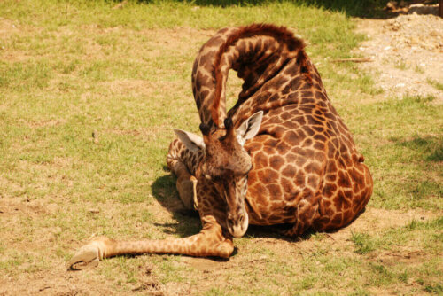 Uyku Alışkanlıkları: Zürafalar Neden Az Uyuyor?