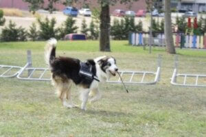 Kahraman köpek Albatrox