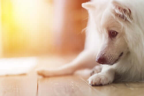 Köpeklerde Şizofreni Hakkında Bilmeniz Gerekenler