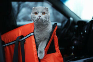 Evcil Hayvanlarla Arabada Seyahat Ederken Alınacak Önlemler