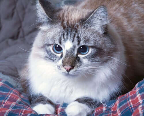 yatakta oturan çorap patili kedi