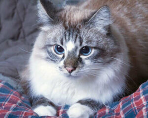 Kediniz Kustuğunda Ne Yapmalısınız?