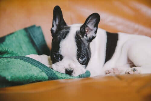 battaniyesine kafasını dayamış bakan french bulldog cinsi köpek