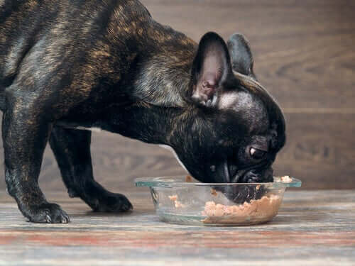 Yemek yiyen köpek