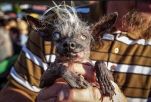 Çirkin Bir Yarışma - En Çirkin Hayvanı Ödüllendirmek