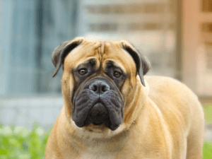 bullmastiff, köpek, özellikleri ve bakımı