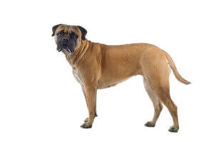 köpek ırkları, köpek, bullmastiff