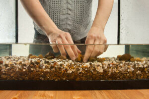 kum tabanlı akvaryumlar, kum, çakıl