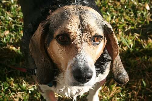 Korkunun Kokusu: Köpeklerin Anlayabildiği Doğru mu?