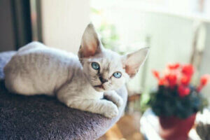 Yalnız Kalmaktan Hoşlanmayan Kedi: Devon Rex