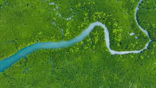 amazon nehri ormanı