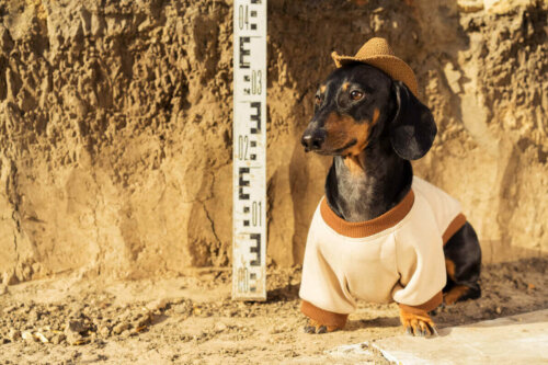 arkeolog gibi giyinmiş bir köpek