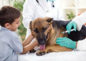 Aşı vurulan bir köpek