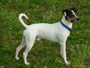 Bahçede bekleyen köpek