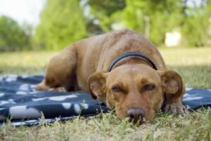 Dişi köpekler ve kızgınlık dönemleri