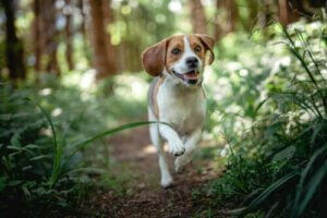Beagle'larda En Sık Görülen Hastalıklar Hangileridir?