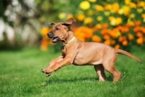 Çayırda koşan Rhodesian Ridgeback