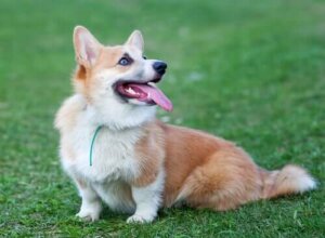 Welsh Corgi: Bu Sevimli Köpek Irkını Yakından Tanıyalım