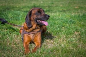 K9 Köpekleri: Bu İş İçin Dokuz Muhteşem Köpek Cinsi