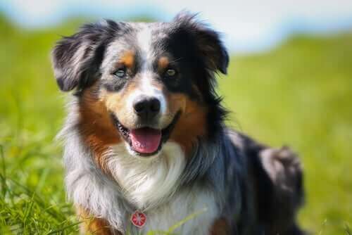 Köpeklerde kireçlenme