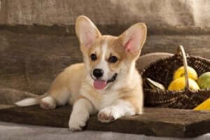 uzanan welsh corgi