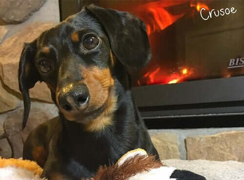 Sosyal medyanın en ünlü hayvanlarından biri olan Crusoe.