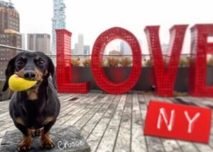 Crusoe ile Tanışın: Dünyaca Ünlü Wiener Köpek