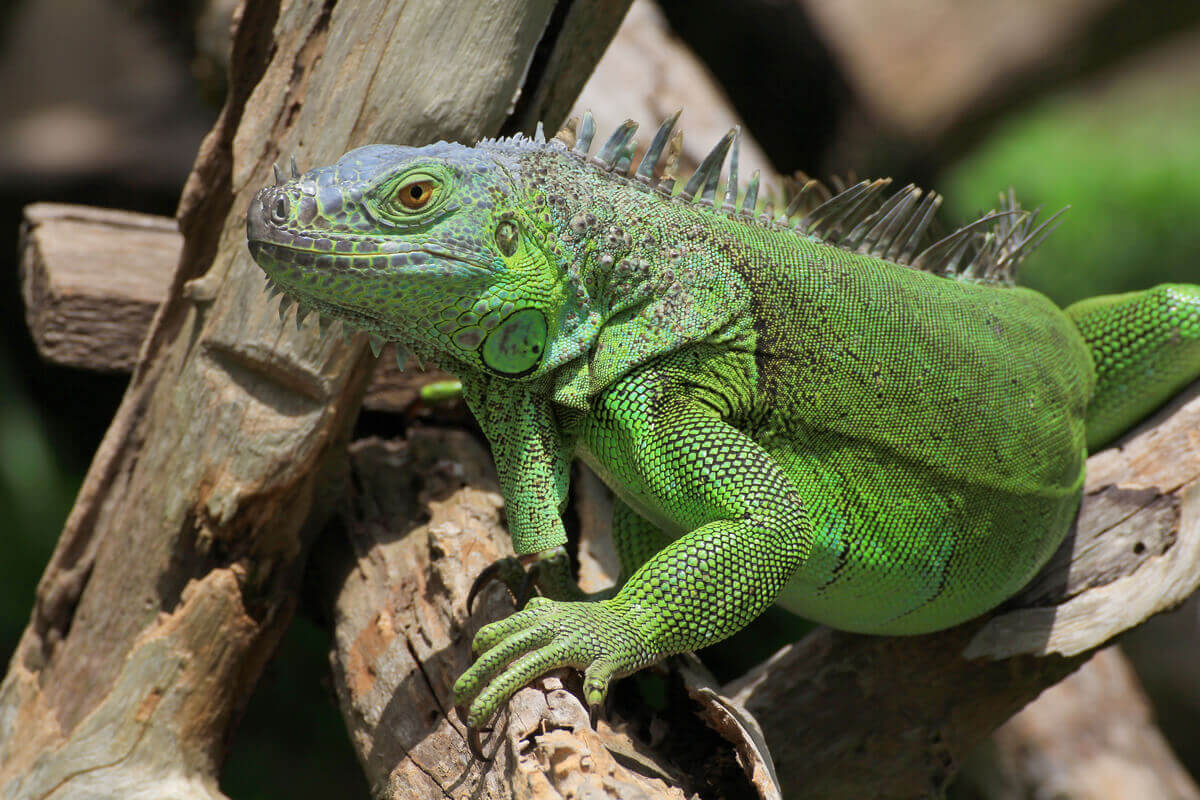 Açık havada dalda duran yeşil iguana