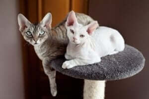 Yalnız Kalmaktan Hoşlanmayan Kedi: Devon Rex