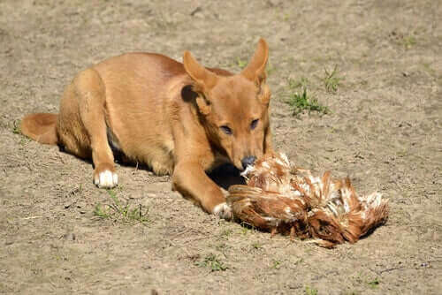 dingo yaban köpeği