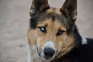farklı göz rengine sahip köpek